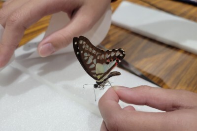 114.12.16-在地探索-製作蝴蝶標本